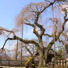 清雲寺しだれ桜