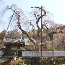 清雲寺しだれ桜