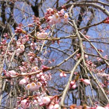 清雲寺しだれ桜