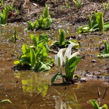 水芭蕉園