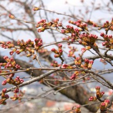 羊山公園見晴しの丘