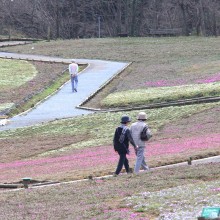 芝桜の丘