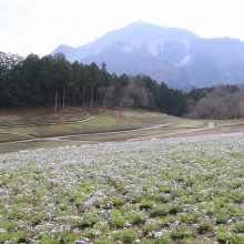 芝桜の丘