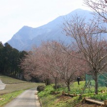 芝桜の丘