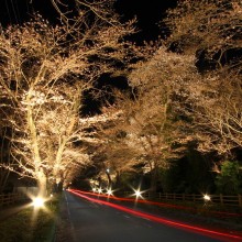 北桜通りライトアップ