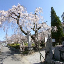 法善寺しだれ桜