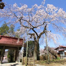 法善寺しだれ桜