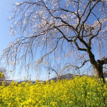 法善寺しだれ桜