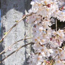 法善寺しだれ桜