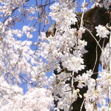 法善寺しだれ桜