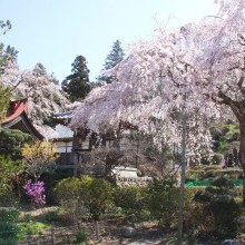 法善寺しだれ桜