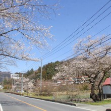 大手桜