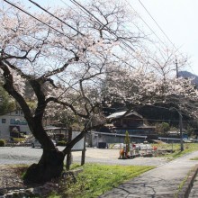 大手桜