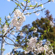 大手桜