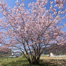 岩田桜