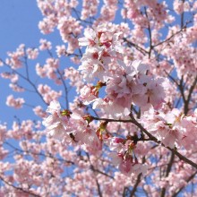 岩田桜