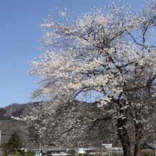 道光寺桜