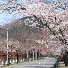 北桜通り