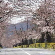 北桜通り