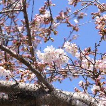 北桜通り