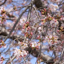 北桜通り