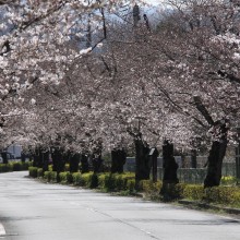 北桜通り