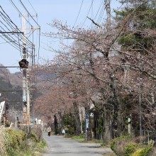 南桜通り