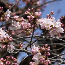 南桜通り