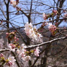 ちっちゃな桜のトンネル