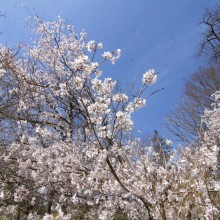 ちっちゃな桜のトンネル