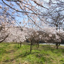 ちっちゃな桜のトンネル