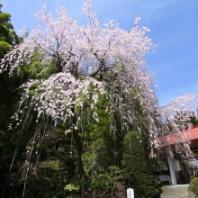 寶登山神社桜