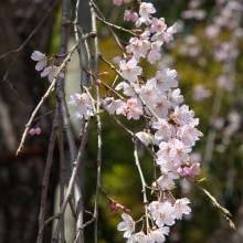 寶登山神社桜