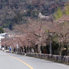 宝登山参道