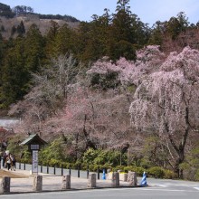 寶登山神社桜