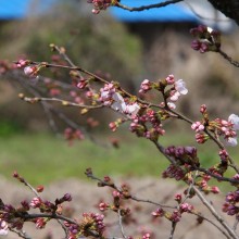 井戸の桜並木