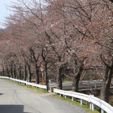 井戸の桜並木