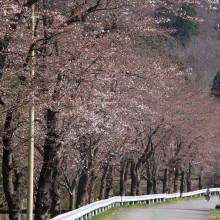 井戸の桜並木