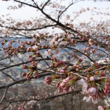 羊山公園見晴しの丘