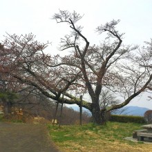 美の山桜