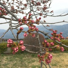 美の山桜