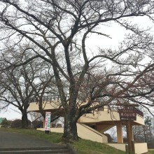 美の山桜