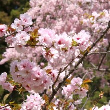 美の山桜