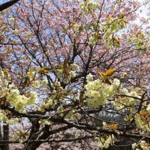 美の山桜