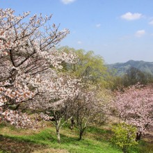 美の山桜