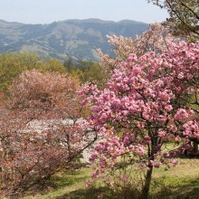 美の山桜