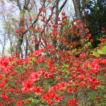 美の山ヤマツツジ