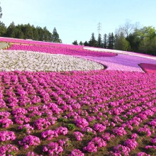 芝桜の丘