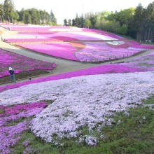 芝桜の丘