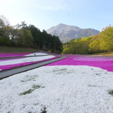 芝桜の丘